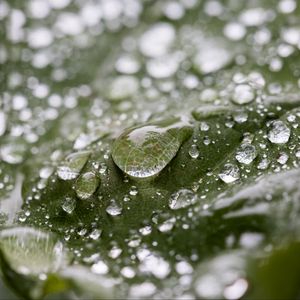 Preview wallpaper leaf, water, drops, wet, macro