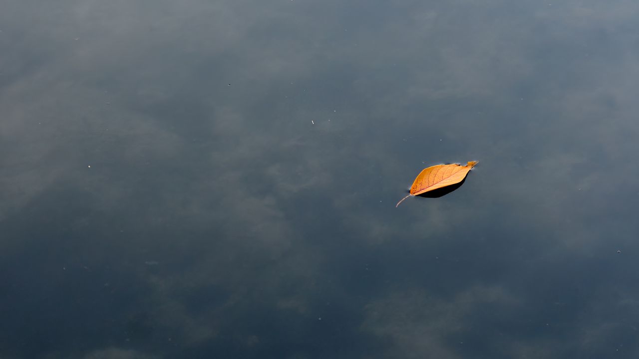 Wallpaper leaf, water, lake