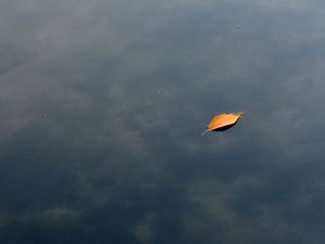 Preview wallpaper leaf, water, lake