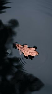 Preview wallpaper leaf, water, macro