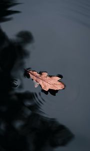 Preview wallpaper leaf, water, macro