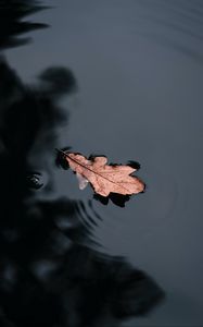 Preview wallpaper leaf, water, macro