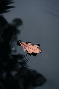Preview wallpaper leaf, water, macro