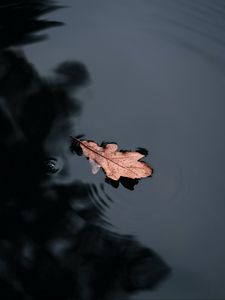 Preview wallpaper leaf, water, macro