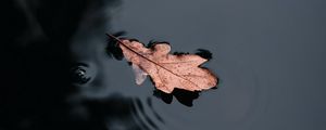 Preview wallpaper leaf, water, macro
