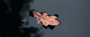 Preview wallpaper leaf, water, macro