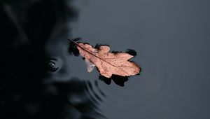 Preview wallpaper leaf, water, macro