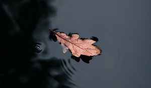 Preview wallpaper leaf, water, macro