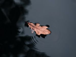 Preview wallpaper leaf, water, macro