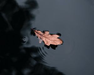 Preview wallpaper leaf, water, macro