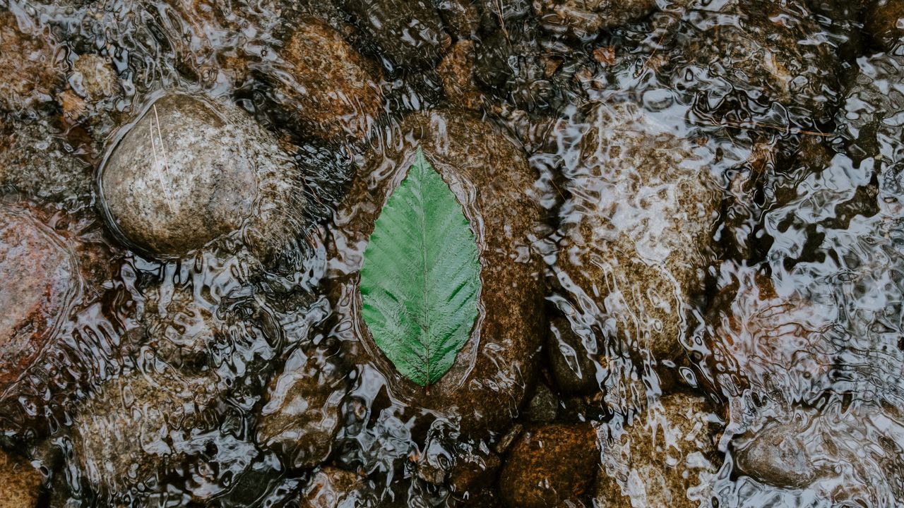 Wallpaper leaf, water, stones, current