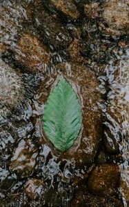 Preview wallpaper leaf, water, stones, current