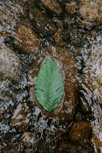 Preview wallpaper leaf, water, stones, current