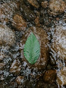 Preview wallpaper leaf, water, stones, current