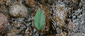 Preview wallpaper leaf, water, stones, current