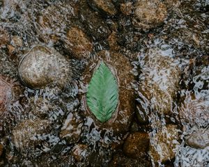 Preview wallpaper leaf, water, stones, current