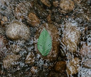 Preview wallpaper leaf, water, stones, current