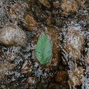 Preview wallpaper leaf, water, stones, current