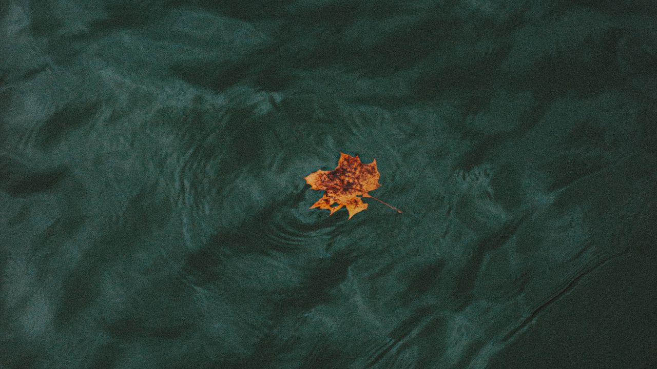 Wallpaper leaf, water, waves, minimalism