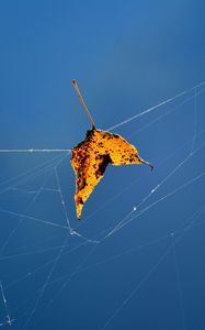 Preview wallpaper leaf, web, fallen, autumn, close-up