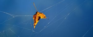 Preview wallpaper leaf, web, fallen, autumn, close-up