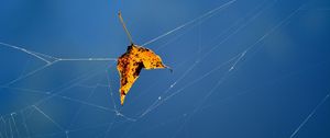 Preview wallpaper leaf, web, fallen, autumn, close-up