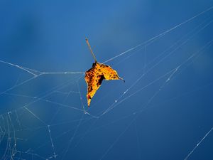 Preview wallpaper leaf, web, fallen, autumn, close-up