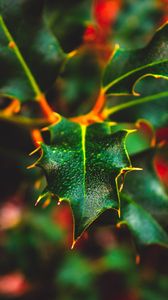 Preview wallpaper leaf, wet, dew, macro, plant