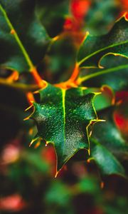 Preview wallpaper leaf, wet, dew, macro, plant