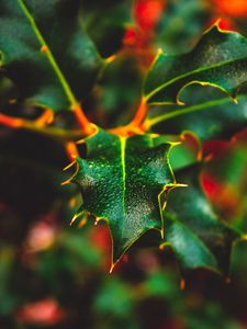 Preview wallpaper leaf, wet, dew, macro, plant