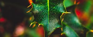 Preview wallpaper leaf, wet, dew, macro, plant