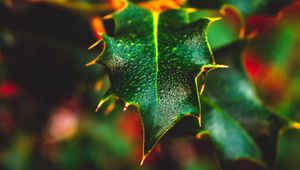 Preview wallpaper leaf, wet, dew, macro, plant