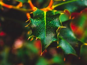 Preview wallpaper leaf, wet, dew, macro, plant