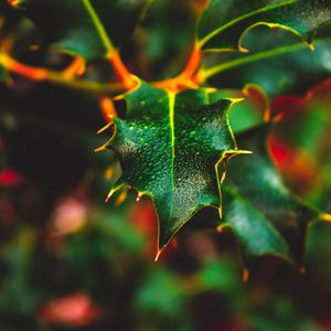 Preview wallpaper leaf, wet, dew, macro, plant