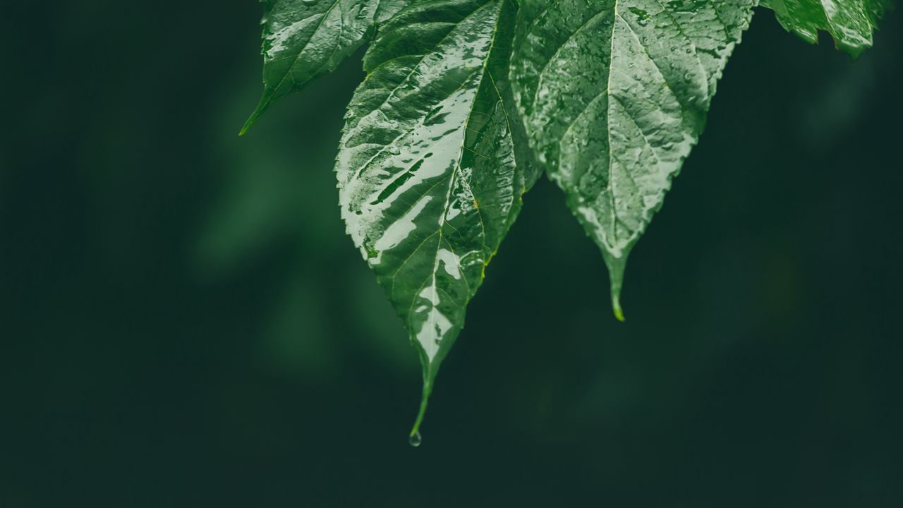 Wallpaper leaf, wet, green, macro, drop