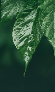 Preview wallpaper leaf, wet, green, macro, drop