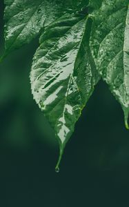 Preview wallpaper leaf, wet, green, macro, drop