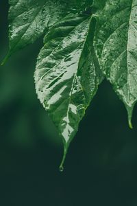 Preview wallpaper leaf, wet, green, macro, drop