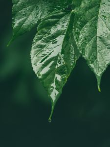 Preview wallpaper leaf, wet, green, macro, drop