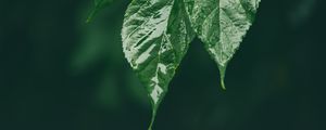 Preview wallpaper leaf, wet, green, macro, drop