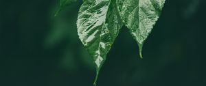 Preview wallpaper leaf, wet, green, macro, drop