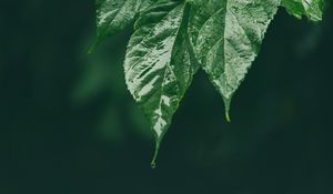 Preview wallpaper leaf, wet, green, macro, drop