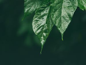 Preview wallpaper leaf, wet, green, macro, drop