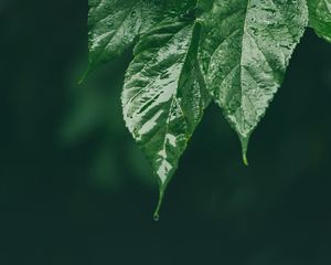 Preview wallpaper leaf, wet, green, macro, drop