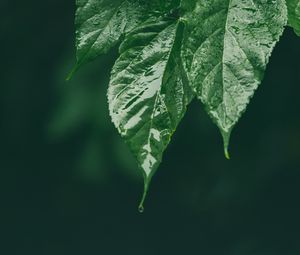 Preview wallpaper leaf, wet, green, macro, drop