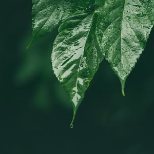 Preview wallpaper leaf, wet, green, macro, drop