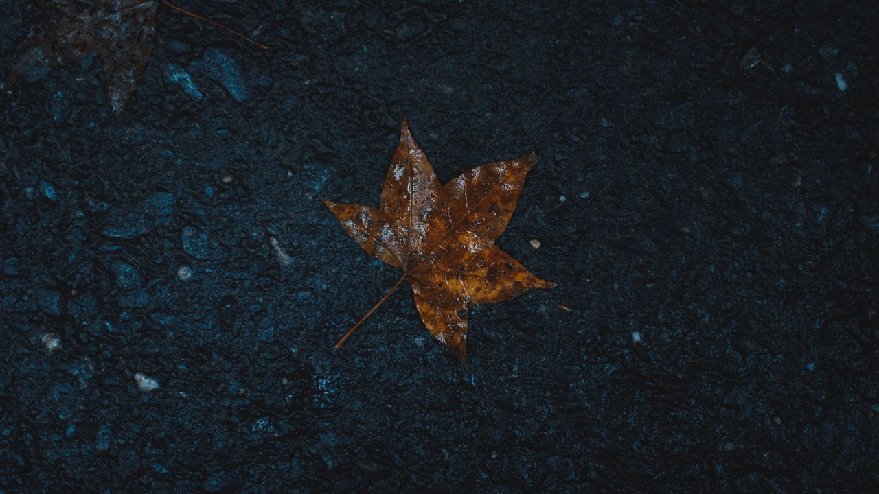 Wallpaper leaf, wet, maple