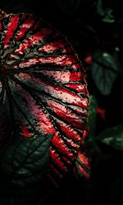 Preview wallpaper leaf, wet, surface, macro, dark