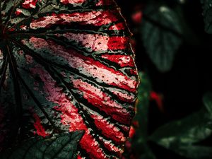 Preview wallpaper leaf, wet, surface, macro, dark