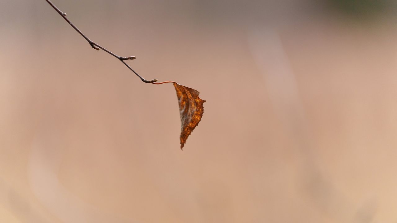 Wallpaper leaf, yellow, branch, blur, autumn